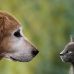 Photorealistic Dog and Cat Digital Painting
